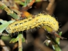 Heterogynis sp. ?