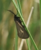 Heterogynis sp.