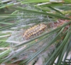 Heterogynis sp.