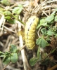 Heterogynis sp.