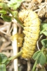 Heterogynis sp.