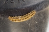 Heterogynis sp.