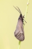 Heterogynis sp.