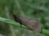 Heterogynis sp.