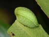 Hoyosia codeti