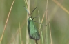 Jordanita sp.