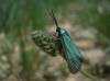 Jordanita sp.