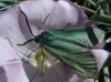 Jordanita sp.