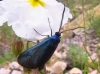 Jordanita sp.