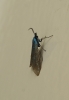 Jordanita sp.