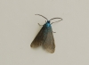 Jordanita sp.