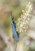 Jordanita sp.