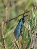 Jordanita sp.