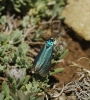 Jordanita sp.