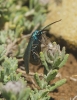 Jordanita sp.