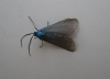 Jordanita sp.