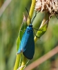 Jordanita sp.
