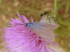 Jordanita sp.