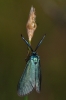 Jordanita sp.
