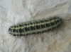 Zygaena cf. trifolii