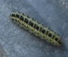 Zygaena cf. trifolii