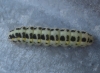 Zygaena cf. trifolii