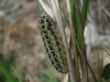 Zygaena cf. trifolii