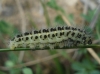 Zygaena cf. trifolii