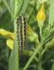 Zygaena cf. trifolii