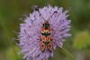 Zygaena fausta