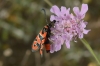 Zygaena fausta