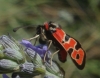 Zygaena fausta