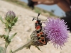 Zygaena fausta