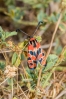 Zygaena fausta