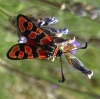 Zygaena fausta