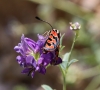 Zygaena fausta