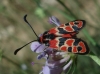 Zygaena fausta