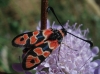 Zygaena fausta