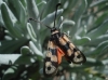 Zygaena fausta