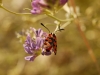 Zygaena fausta