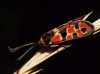 Zygaena fausta