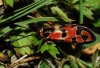 Zygaena fausta