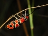 Zygaena fausta