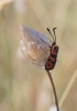 Zygaena fausta