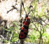 Zygaena fausta