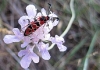 Zygaena fausta