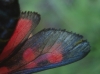 Zygaena filipendulae