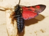 Zygaena filipendulae