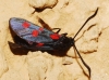 Zygaena filipendulae