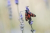Zygaena filipendulae